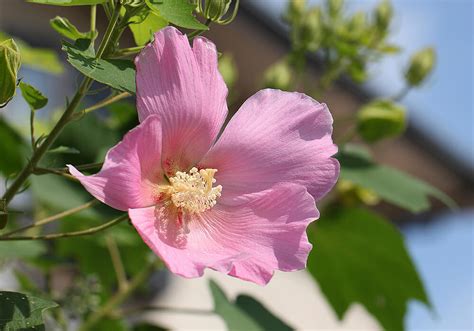 芙蓉 植物|芙蓉（フヨウ）の育て方｜美しい花を咲かせる栽培の 